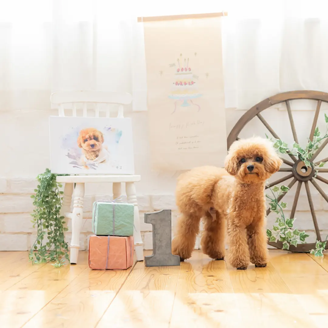 ペット写真の概要画像